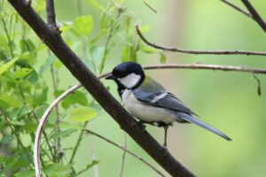 シジュウカラ2022年6月10日