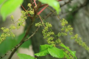 ヤマウルシの花2022年6月17日