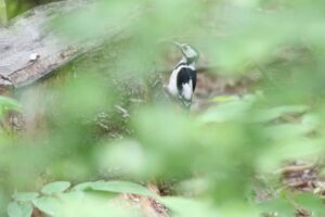 アカゲラ雌2022年6月24日