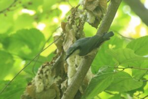 ゴジュウカラ2022年6月24日