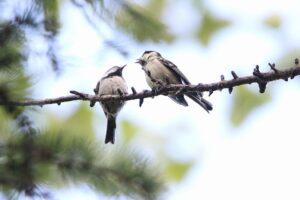 ヒガラ親子2022年6月24日