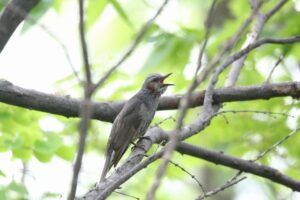 ヒヨドリ2022年6月24日