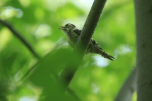コゲラ2022年6月24日