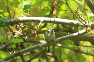 シマエナガ2022年6月24日