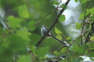 シマエナガ幼鳥2022年6月24日