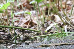 ヤブサメ2022年6月24日