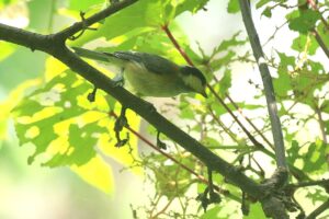 ヤマガラ幼鳥2022年6月24日