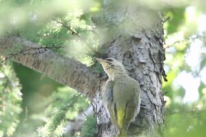 ヤマゲラ雌2022年6月24日1