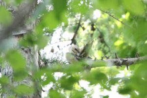 ヤマゲラ雌2022年6月24日2