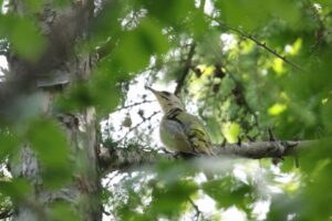 ヤマゲラ雌2022年6月24日3