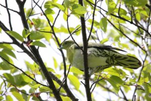 アオバト雄2022年6月17日