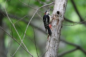 アカゲラ雄2022年6月17日