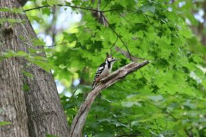 オオアカゲラ雄2022年6月17日