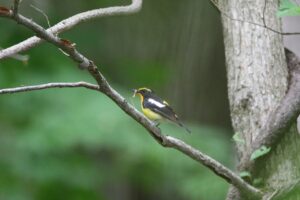 キビタキ雄2022年6月17日