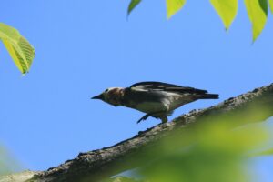 コムクドリ雄2022年6月17日