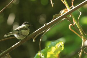 ハシブトガラ2022年6月17日