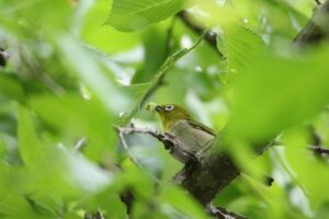 メジロ2022年6月17日
