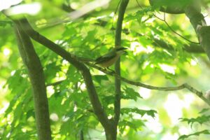 モズ雄2022年6月17日
