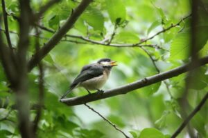 ヤマガラ幼鳥2022年6月17日