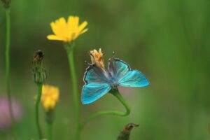 ゼフィルス　ジョウザンミドリシジミ2022年7月8日