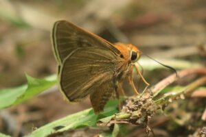 キバネセセリ2022年7月8日