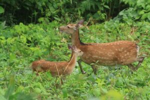 エゾシカ親子2022年7月29日