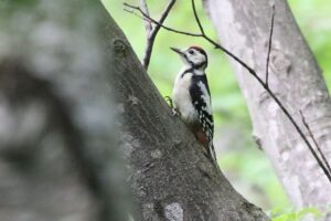 アカゲラ幼鳥2022年7月1日