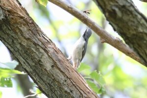 ゴジュウカラ2022年7月1日