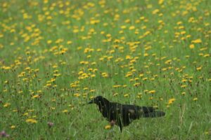 ハシボソガラス2022年7月1日
