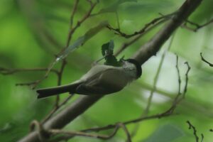 ハシブトガラ2022年7月1日