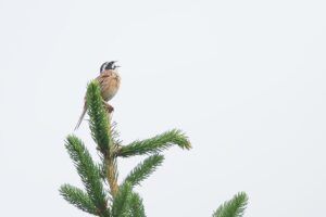 ホオジロ雄2022年7月1日