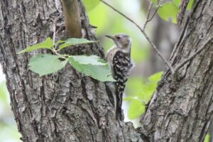 コゲラ2022年7月1日