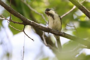 シジュウカラ幼鳥2022年7月1日