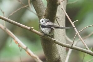 シマエナガ幼鳥2022年7月1日