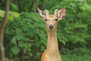 エゾシカ若雄2022年7月15日
