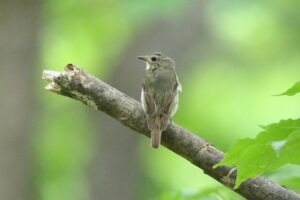 キビタキ雌2022年7月１5日