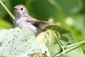 コサメビタキ成鳥2022年7月15日
