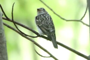 コサメビタキ幼鳥ごま塩2022年7月15日