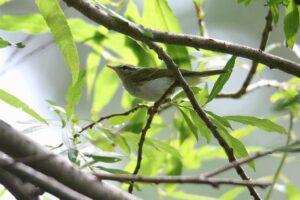 センダイムシクイ2022年7月15日