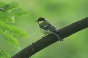 シジュウカラ幼鳥2022年7月15日
