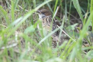 スズメ2022年7月15日