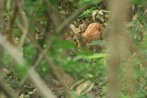 エゾシカ若雄2022年7月22日