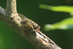 コエゾゼミ2022年7月30日