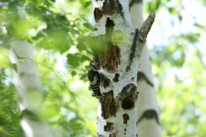 アカゲラ幼鳥2022年7月8日