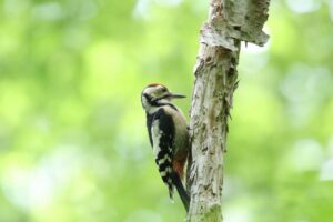 アカゲラ幼鳥2022年7月15日