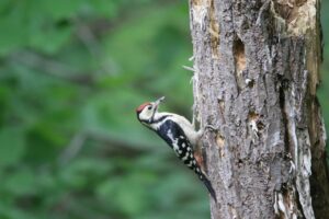 アカゲラ幼鳥2022年7月29日