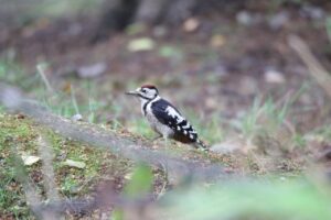 アカゲラ幼鳥2022年7月22日