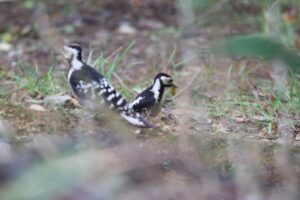 オオアカゲラ幼鳥とアカゲラ幼鳥2022年7月22日