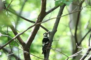 オオアカゲラ雌2022年7月8日