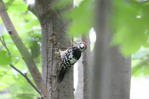 オオアカゲラ雄2022年7月29日
